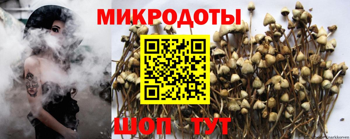 Галлюциногенные грибы MAGIC MUSHROOMS  Вход с VPN  Курчалой 